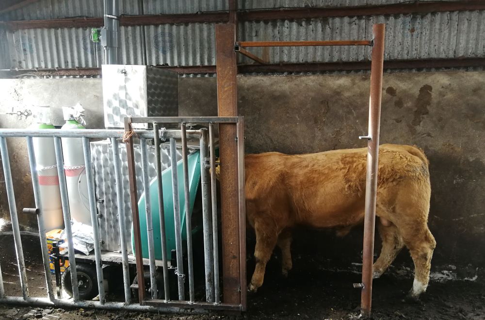 Promising results from Ireland’s first large scale measurement of methane emissions in beef cattle
