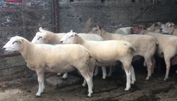 Best practice for managing newly purchased sheep