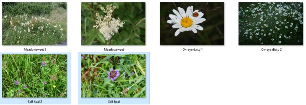 Growing Wild - Meadowsweet, Ox-eye Daisy and Selfheal