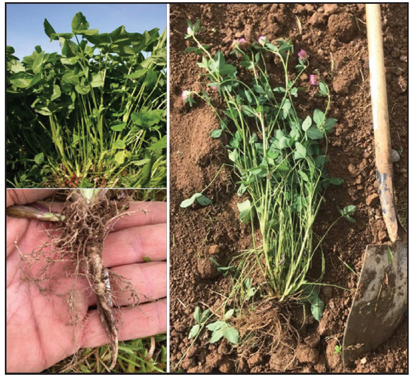 Growth habit of red clover