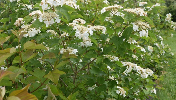Growing Wild - bluebells and guelder rose