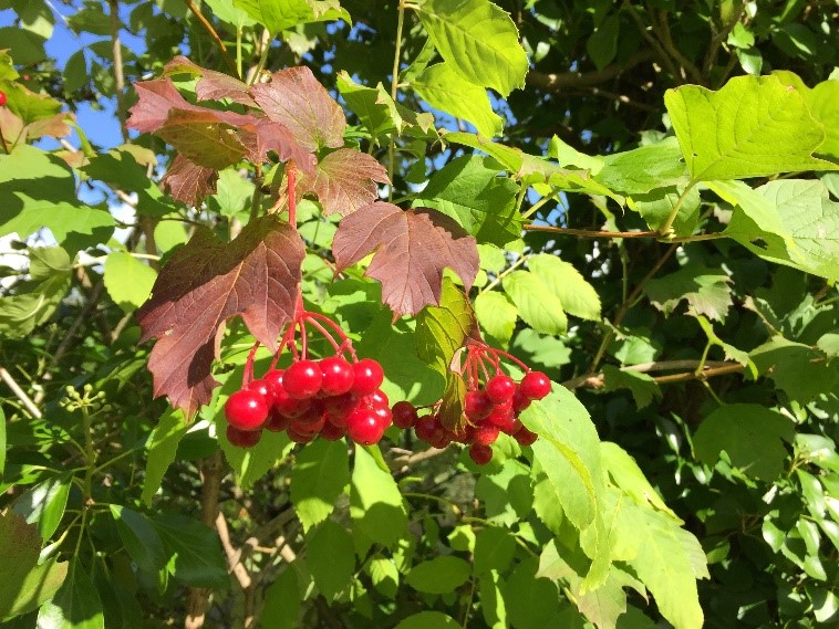 Guelder rose