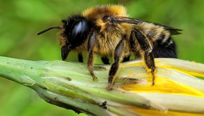 Protecting Farmland Pollinators