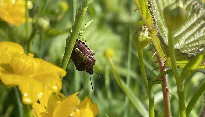 Hairy Shield bug on a stem