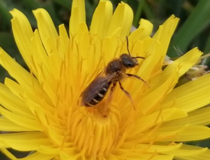 The most common bee to nest was Halictus rubicundus