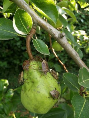 Halyomorpha halys (brown marmorated stink bug) in European Orchard