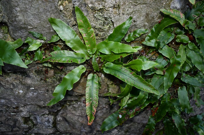 Harts tongue fern