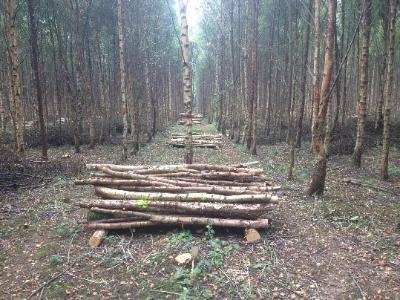Harvesting in conifer and broadleaf forest
