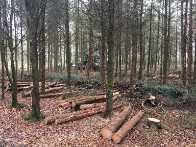 Harvesting in conifer and broadleaf forests