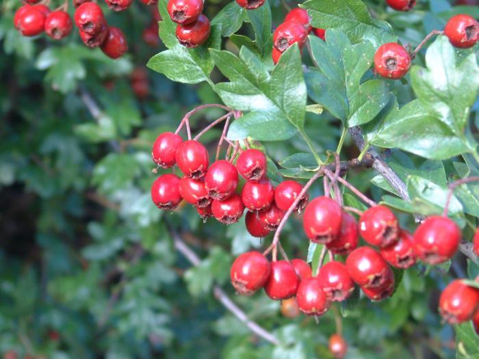 Haws on Whitethorn