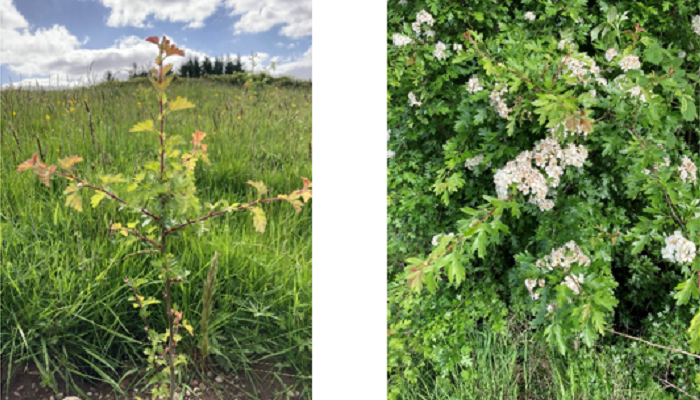 Less well known native trees – adding a powerful ecological punch in our new forests