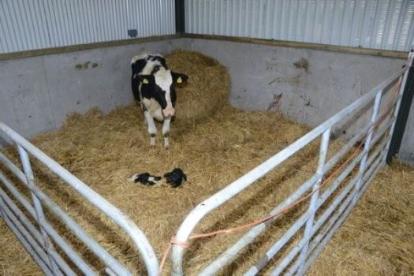 Cow & calf in pen