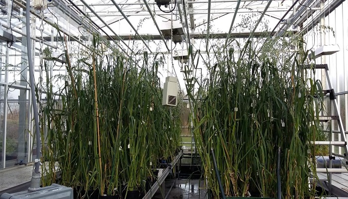 €2.7million funding for Ireland-Wales ‘Healthy Oats’ collaboration