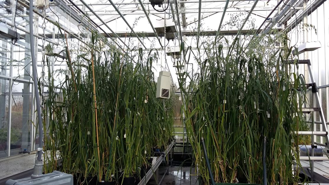 €2.7million funding for Ireland-Wales ‘Healthy Oats’ collaboration