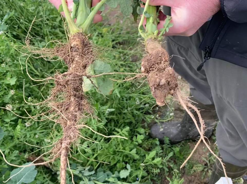 Winter Oilseed Rape Healthy root on the left and infected on right