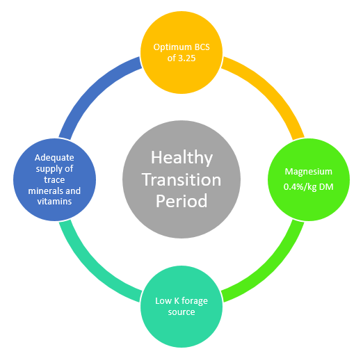 A graphic highlighting how body condition score, mineral supplementation and forage source are all linked to a healthy transition period