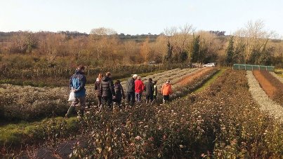 Hebe speciosa plants Kerry