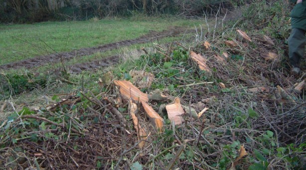 Best Practice hedge coppicing, where an appropriate hedge was chosen