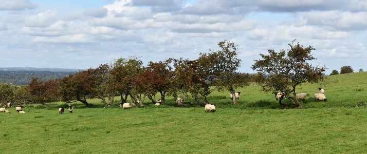 Hedge with too few shrubs for successful regeneration