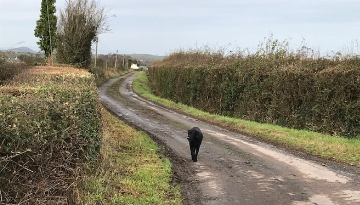 Hedge cutting – a contractor’s perspective