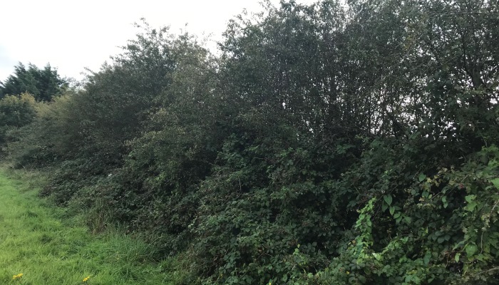 Getting Hedgerows Fit for Birds and Bees