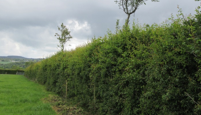 Kildalton College Hedgerow Management 