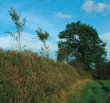 Hedgerow