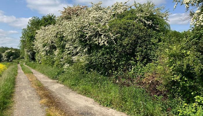 Hedge and Tree Planting Requirements for ACRES Tranche 1