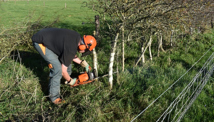 Coppicing in Clonalkilty College