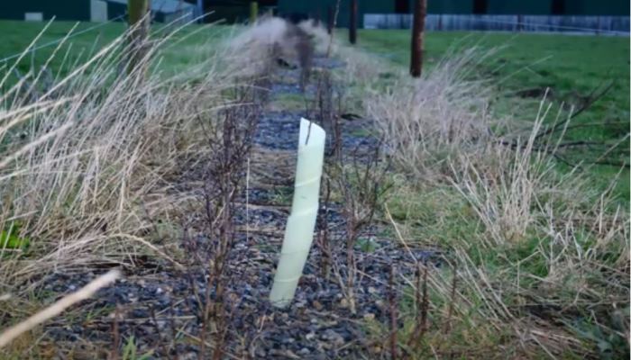 Hedges - A farmer's perspective