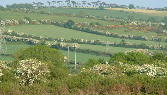 The state of Ireland’s hedgerows