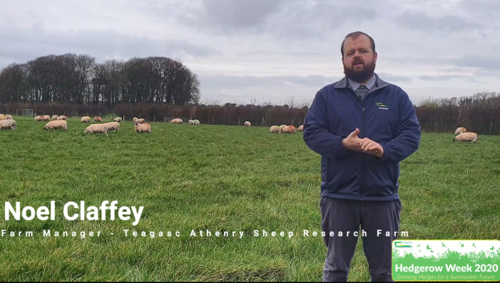 Hedges on sheep farms