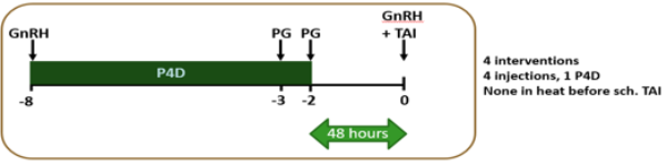 Heifer Timed AI Protocol timeline, explained in text