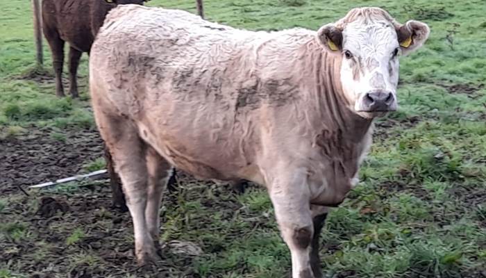 Assessing Cattle for Slaughter this Autumn