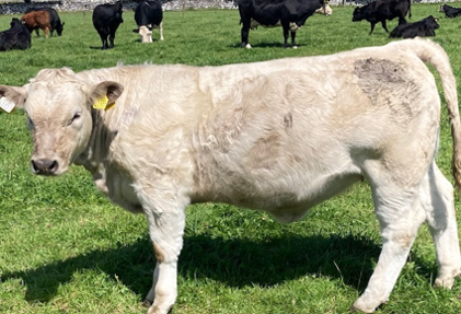 Newford Heifer calf born February 23 2022.