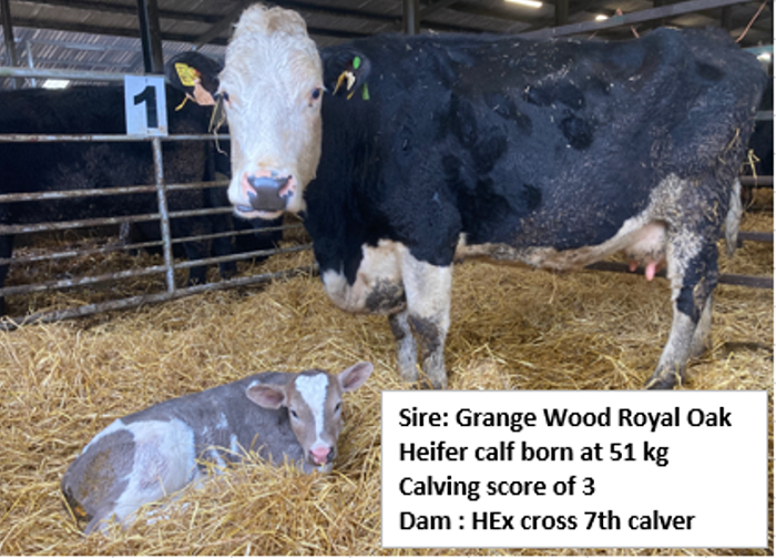 Heifer calf  and her dam born on Newford