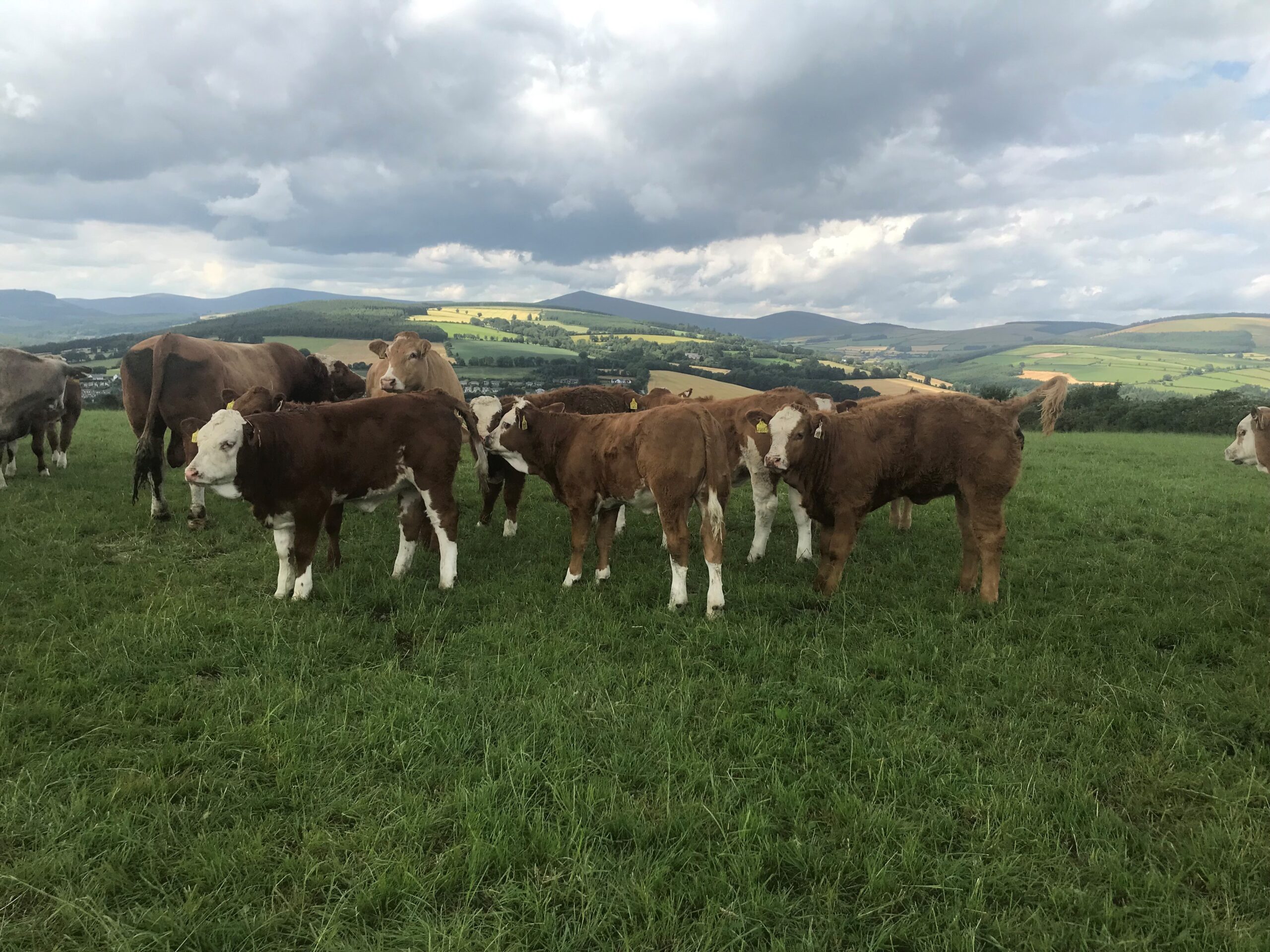 John Pringle 2022 calves