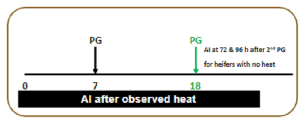 Heifer synchronisation with prostaglandin timeline, described in text