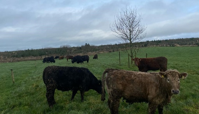 Future Beef farmers take opportunity to commence grazing