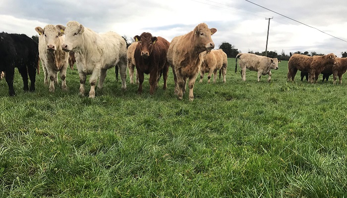 Time to bite the bullet on grazing?