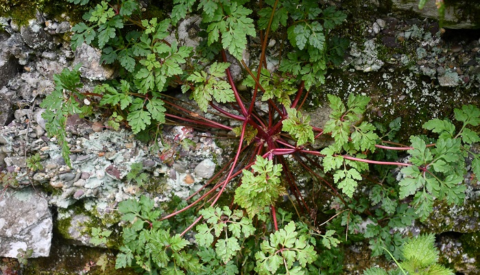 A herb robert plant