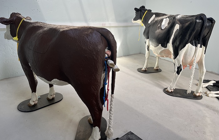 Hereford and Friesian calving simulators at Kildalton College