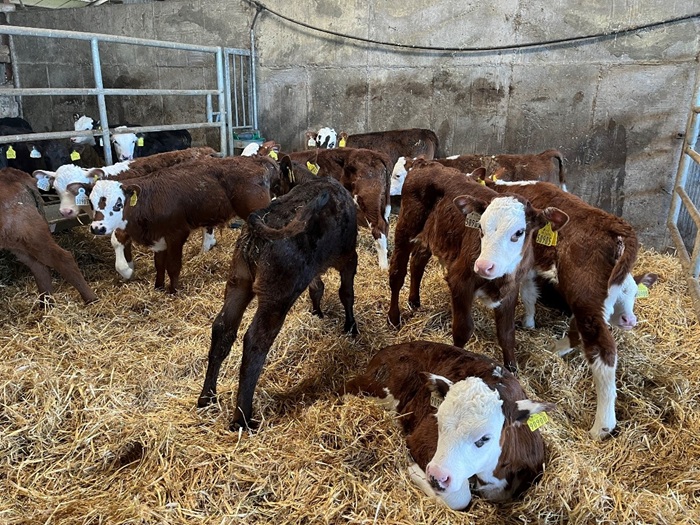 Pen of freshly bedded calves on the farm
