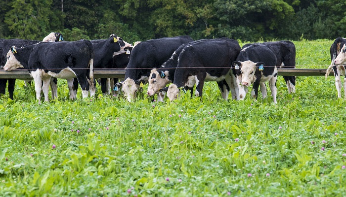 Clover grazing leaves higher profits from dairy-beef heifer systems