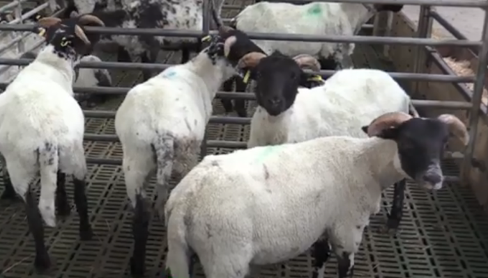 Finishing store lambs this winter