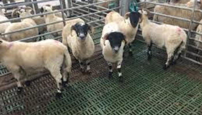 Finishing Store Lambs on All-Concentrate Diets
