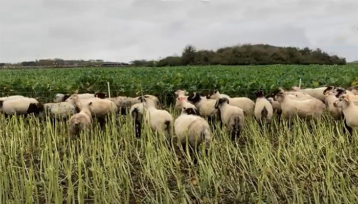 Achieving Maximum Utilisation of Forage Crops with Sheep