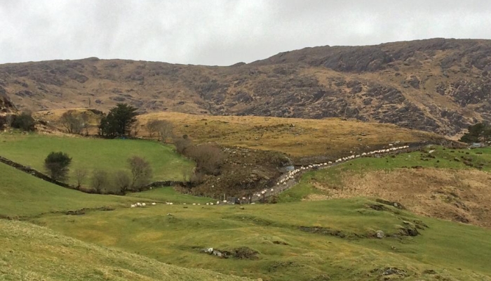 Preparing Hill Ewes for the Breeding Season