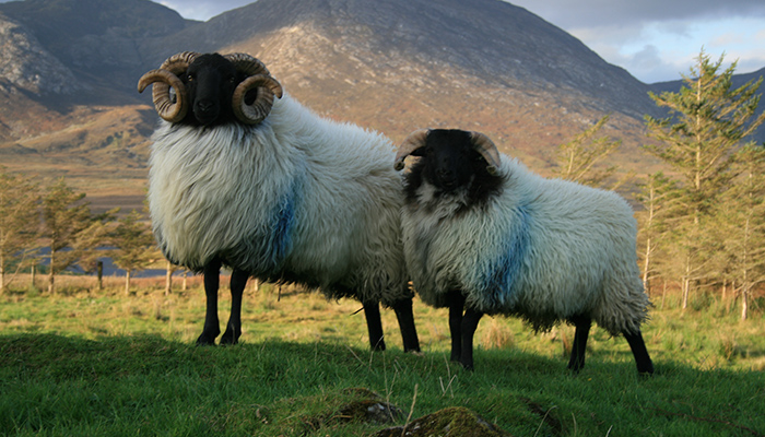 Emissions on sheep farms – greenhouse gases and ammonia