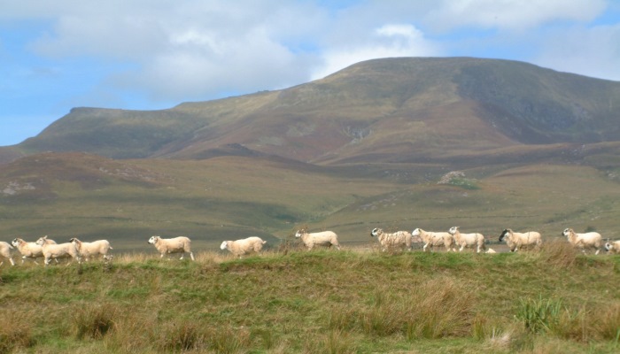 Sustainable upland management